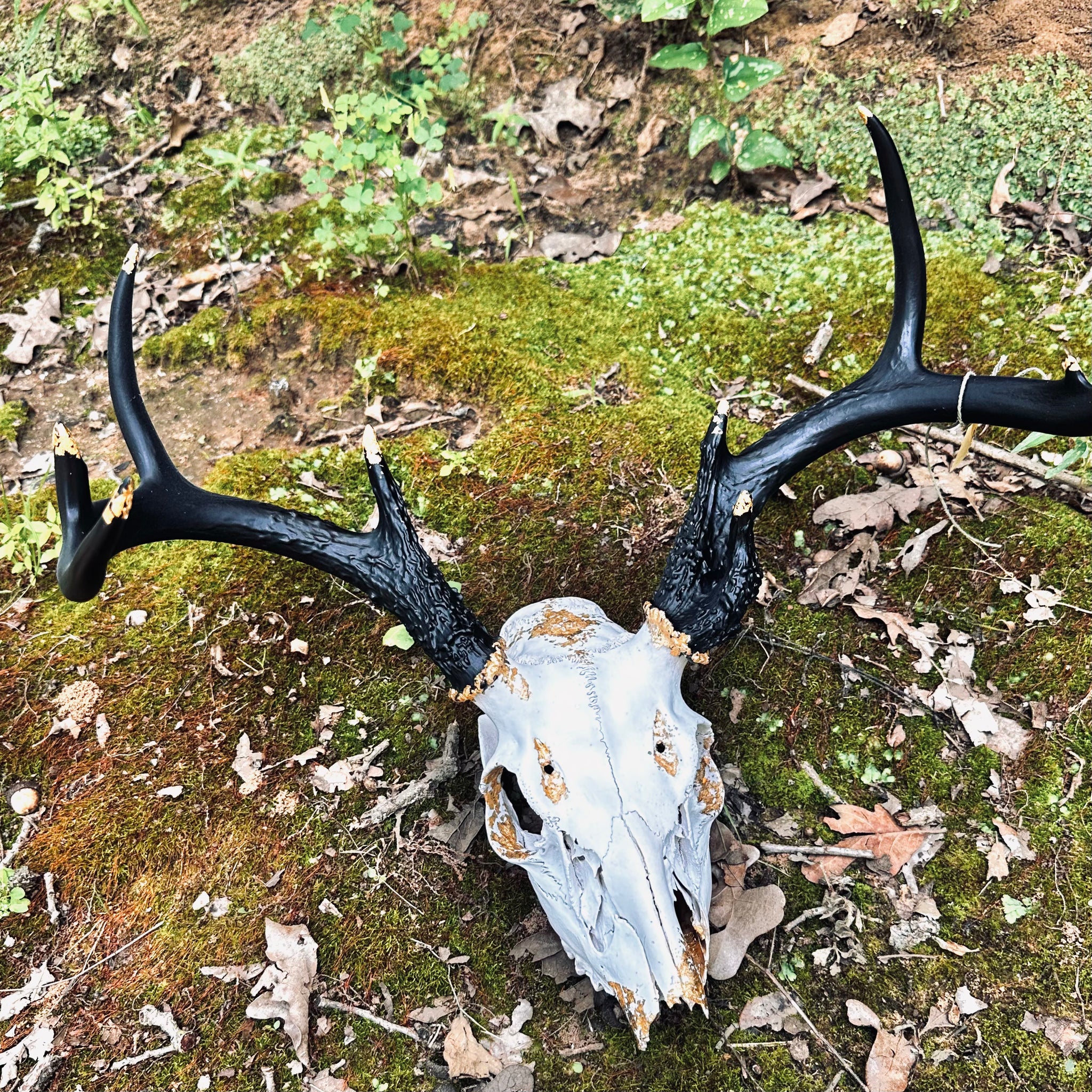 Black Antler Whitetail Deer Skull