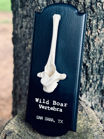 Wild Boar Vertebra Black Plaque