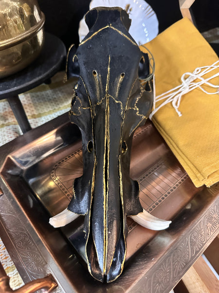 Black & Gold Accented Hand Painted Wild Hog Skull